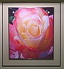 Bolted Pink Rose